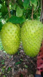 Mãng cầu gai