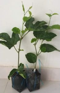 Cây giống chanh leo ngọt
